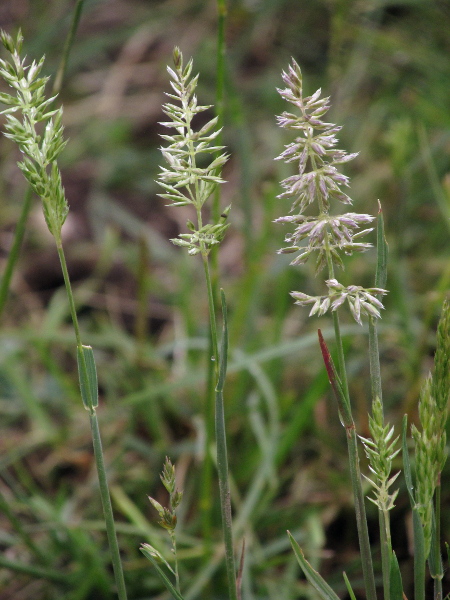 crested hair-grass / Koeleria macrantha: _Koeleria macrantha_ is a tufted grass of dry, mineral-rich soils, including dunes.