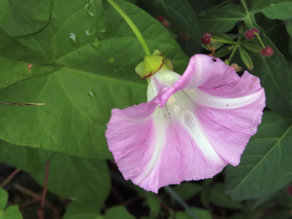 hedge bindweed / Calystegia sepium: _Calystegia sepium_ var. _roseata_ is a mostly coastal form, with pink-and-white striped flowers.