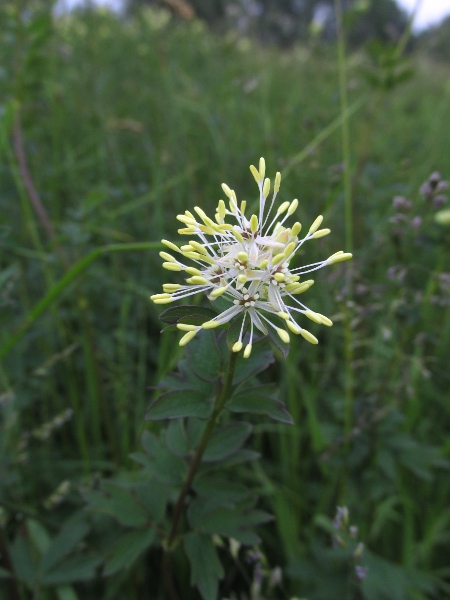 common meadow-rue / Thalictrum flavum: The name _Thalictrum flavum_ refers to the yellowish colouration of the flowers.