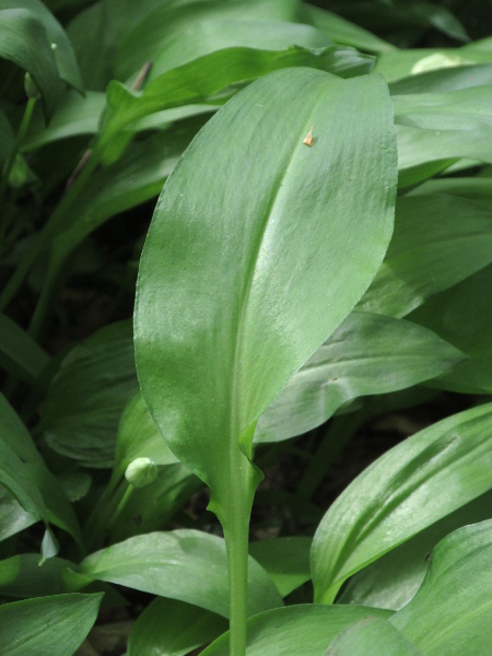 ramsons / Allium ursinum: The leaves of _Allium ursinum_ are elliptic, with a distinct petiole; when crushed, they release a garlicky aroma.
