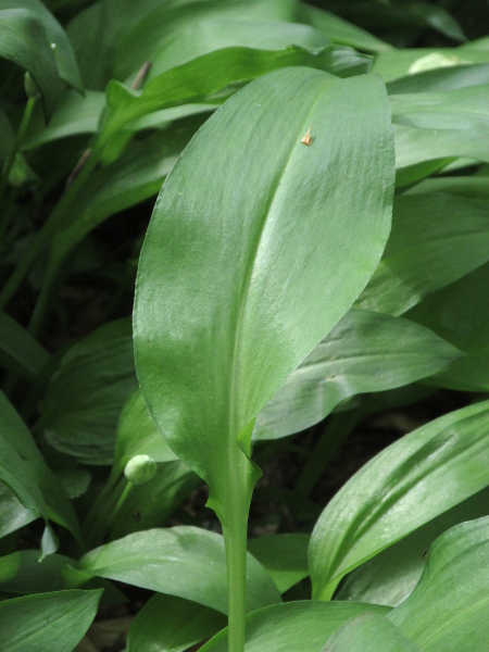 ramsons / Allium ursinum