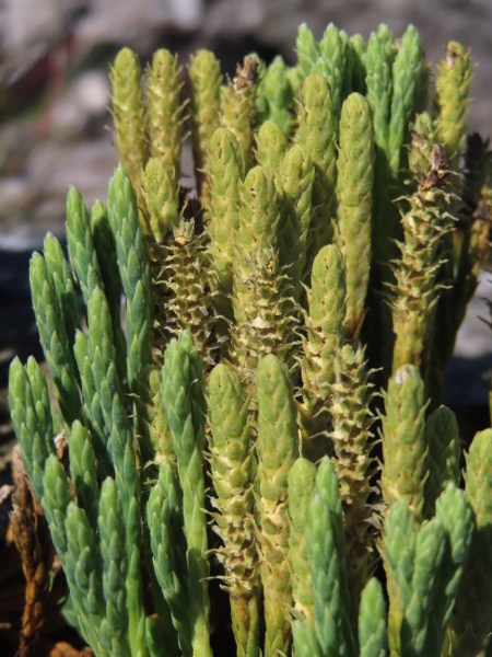 Alpine clubmoss / Diphasiastrum alpinum