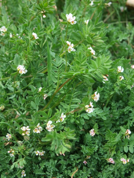 bird’s foot / Ornithopus perpusillus: _Ornithopus perpusillus_ grows in open ground on dry, acid soils both inland and along the coast.