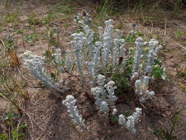 cottonweed / Achillea maritima: _Achillea maritima_ is an exceptionally rare plant of sand dunes in south-eastern Ireland, and formerly also in England and Wales.