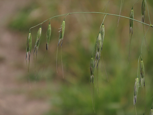 winter wild-oat / Avena sterilis: Inflorescence