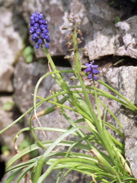 garden grape-hyacinth / Muscari armeniacum: _Muscari armeniacum_ is a popular garden plant native to south-eastern Europe and the Caucasus.