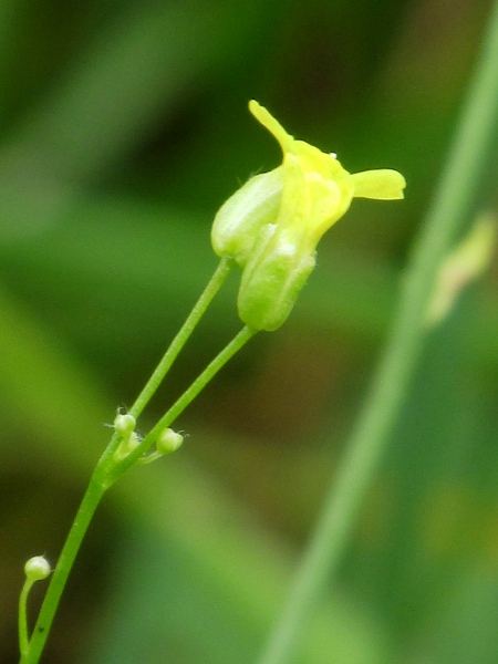 gold of pleasure / Camelina sativa: _Camelina sativa_ is nearly glabrous, in contrast to the hairy _Camelina microcarpa_.
