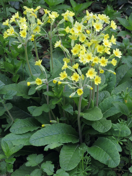 false oxlip / Primula × polyantha: _Primula_ × _polyantha_ is a hybrid between _P. vulgaris_ and _P. veris_; it resembles _P. elatior_, but the flower-stalks are 20%–35% as long as the scape, rather than around 10% as in _P. elatior_.