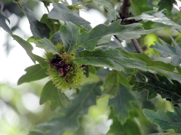 Turkey oak / Quercus cerris: This immature fruit shows the long scales on the cupule, typical of _Quercus cerris_.