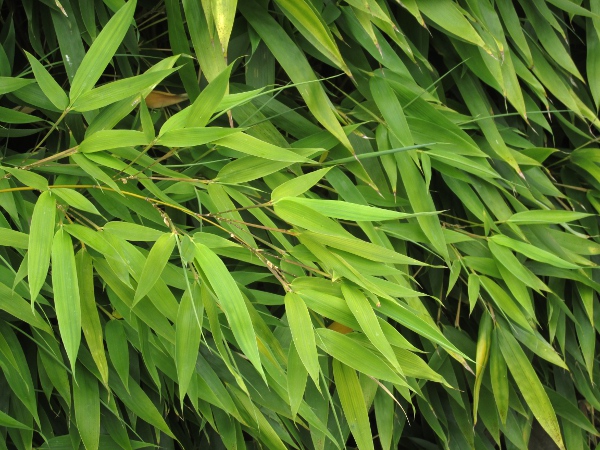 arrow bamboo / Pseudosasa japonica: Leaves