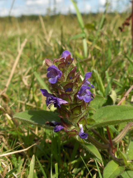 selfheal / Prunella vulgaris: _Prunella vulgaris_ is a cosmopolitan weed of lawns and similar habitats; it produces squat 4-sided columns of flowers.