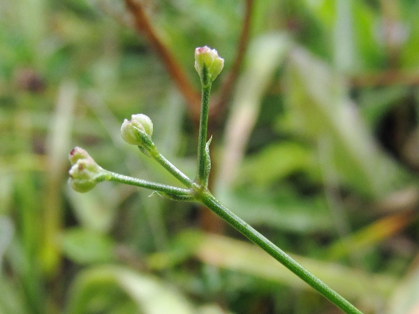 squinancywort / Asperula cynanchica: Fruiting branch