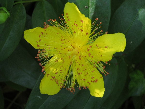 Rose of Sharon / Hypericum calycinum: The many stamens of _Hypericum calycinum_ are not clearly grouped into fascicles, and are about ¾ the length of the petals.