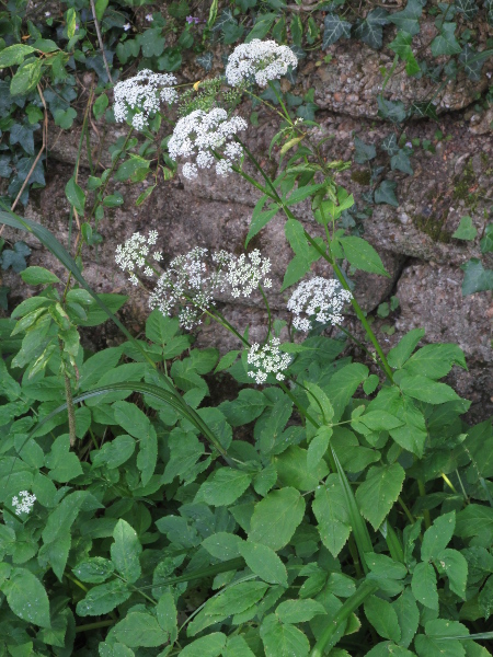 ground elder / Aegopodium podagraria: _Aegopodium podagraria_ can be found at low altitudes across the British Isles – usually near habitation – having been introduced in Roman times.