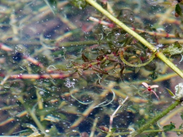Nuttall’s waterweed / Elodea nuttallii: _Elodea nuttallii_ has more acute leaves than the commoner _Elodea canadensis_.