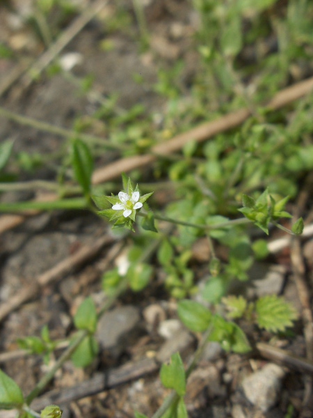 slender sandwort / Arenaria leptoclados: _Arenaria leptoclados_ is a slender annual of bare sand and thin, lime-rich soils; like _Arenaria serpyllifolia_, its petals are shorter than its sepals.