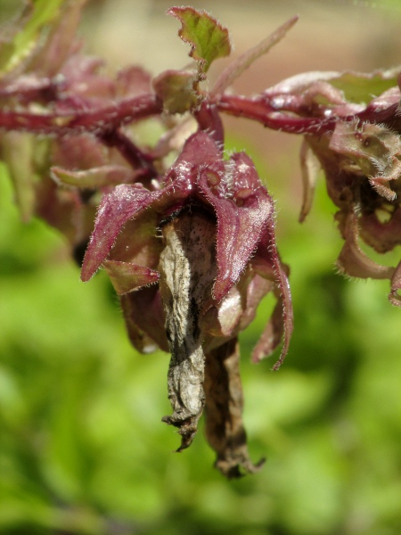 Canterbury bells / Campanula medium: Fruiting capsule