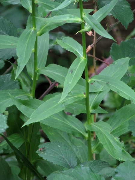 straw foxglove / Digitalis lutea: The leaves of _Digitalis lutea_ are narrower than those of _Digitalis purpurea_ and hairless.