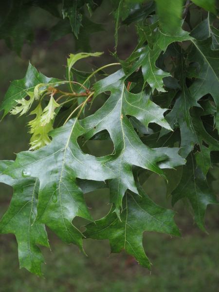 scarlet oak / Quercus coccinea: _Quercus coccinea_ is a North American oak with glossy, long-lobed leaves.