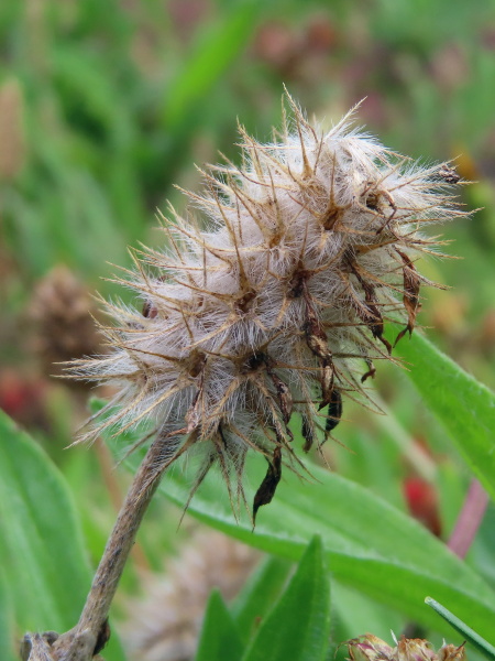 crimson clover / Trifolium incarnatum