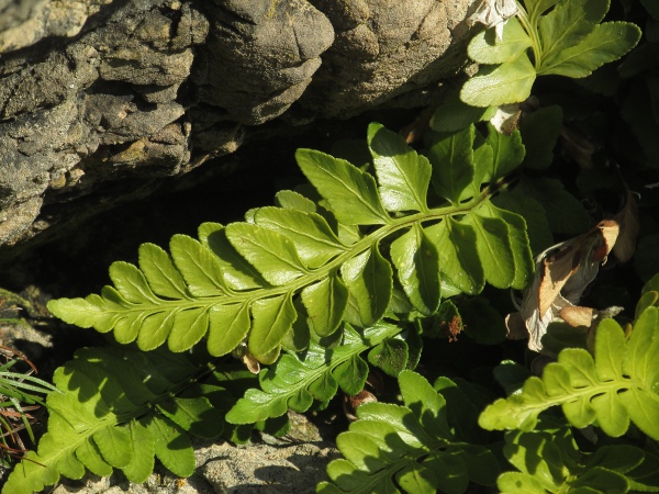 sea spleenwort / Asplenium marinum: The leaves of _Asplenium marinum_ are thick and fleshy, with narrow green wings along the rachis.