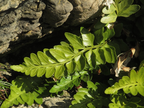 sea spleenwort / Asplenium marinum