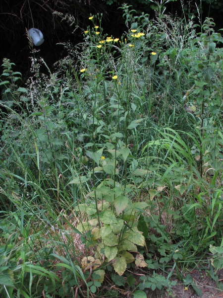 nipplewort / Lapsana communis: _Lapsana communis_ grows in woodland and rough ground across the British Isles.