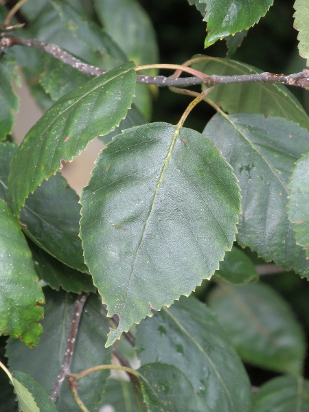 paper-bark birch / Betula papyrifera: _Betula papyrifera_ is a tree native to northern North America.