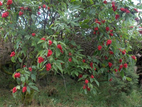 red-berried elder / Sambucus racemosa: This red-fruited elder is widely planted in eastern Scotland, but uncommon elsewhere in the British Isles.