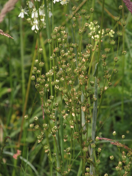 dropwort / Filipendula vulgaris: The fruit of _Filipendula vulgaris_ is neatly symmetrical, unlike the twisted fruits of _Filipendula ulmaria_.