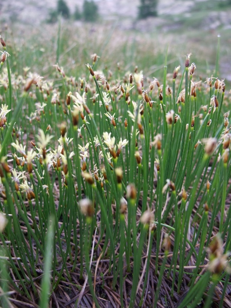 cotton deergrass / Trichophorum alpinum