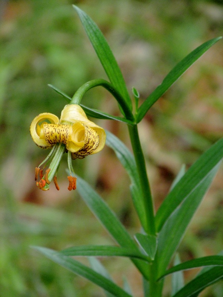 Pyrenean lily / Lilium pyrenaicum