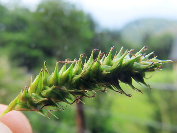 smooth-stalked sedge / Carex laevigata: The female flowers of _Carex laevigata_ have a long, scabrid, forked beak; their glumes are also extended into a long, scabrid point.