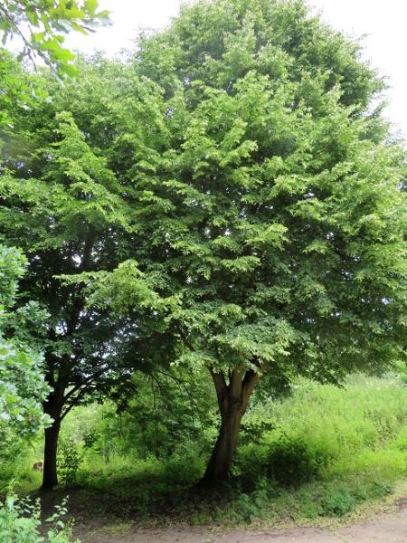 silver lime / Tilia tomentosa: _Tilia tomentosa_ is a cultivated species of lime tree, native to the Balkans.