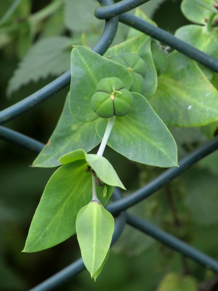 caper spurge / Euphorbia lathyris