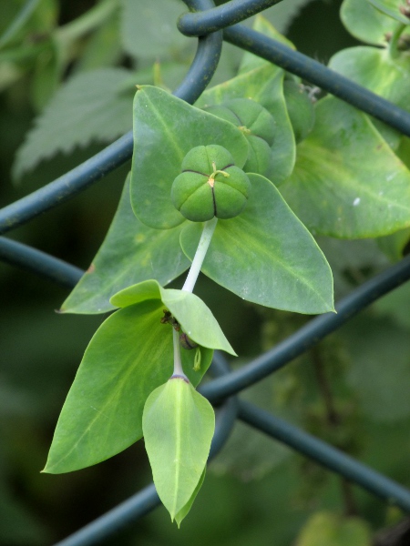 caper spurge / Euphorbia lathyris: The capsules of _Euphorbia lathryis_ are smooth and hairless.