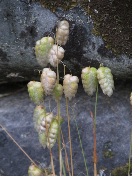 greater quaking grass / Briza maxima: Habitus