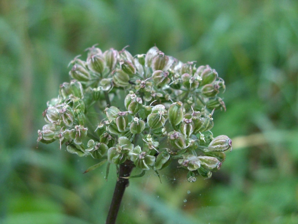 wild angelica / Angelica sylvestris: The fruits of _Angelica sylvestris_ are 4–6 mm long, with broad wings.