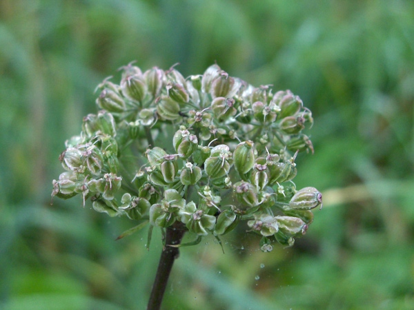 wild angelica / Angelica sylvestris: The fruits of _Angelica sylvestris_ are 4–6 mm long, with broad wings.