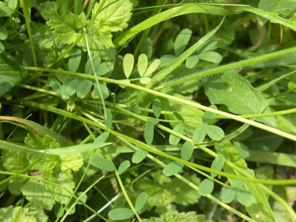 horseshoe vetch / Hippocrepis comosa: The leaves of _Hippocrepis comosa_ are pinnate, without tendrils; the fruit is a horseshoe-shaped pod.