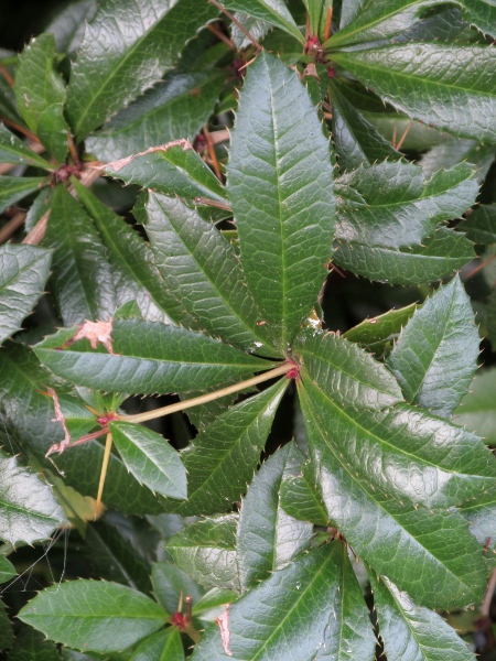 Chinese barberry / Berberis julianae: _Berberis julianae_ has long, elliptic, spiny-edged leaves.