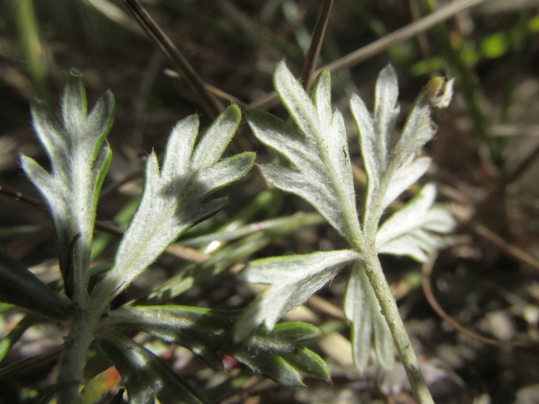 hoary cinquefoil / Potentilla argentea: The undersides of the leaves of _Potentilla argentea_ are covered in white woolly hairs, and the revolute leaf margins provide a characteristic green outline.