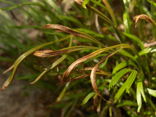 forked spleenwort / Asplenium septentrionale