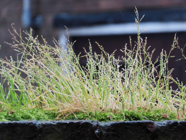 early meadow-grass / Poa infirma: _Poa infirma_ is a small, annual grass, similar in habit to _Poa annua_, that is spreading rapidly from its historically restricted range in south-western England.
