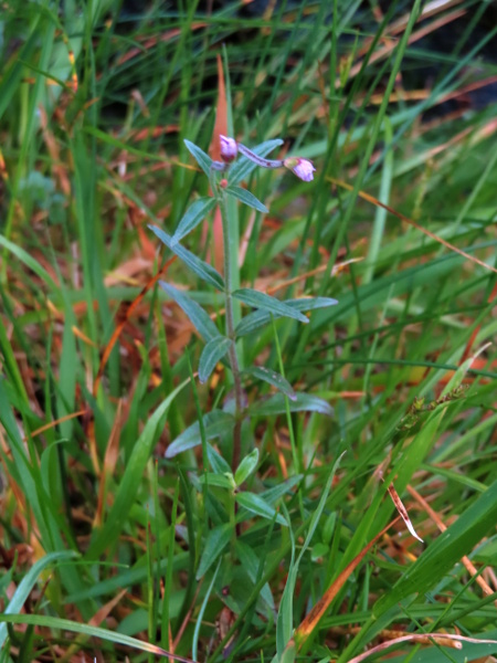 short-fruited willowherb / Epilobium obscurum: _Epilobium obscurum_ is a common willow-herb in upland areas.