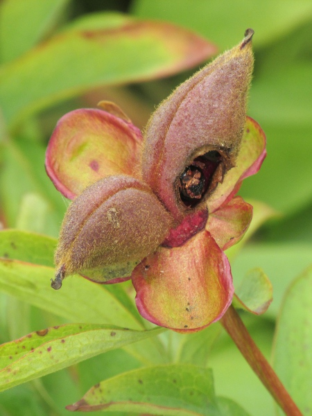 peony / Paeonia mascula: Fruit