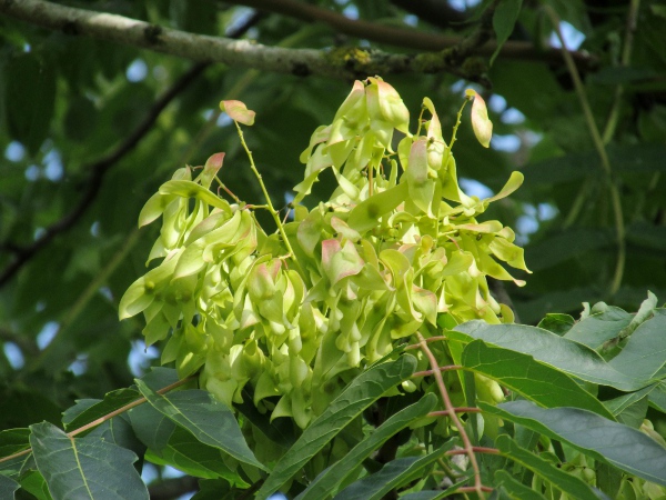 tree of heaven / Ailanthus altissima