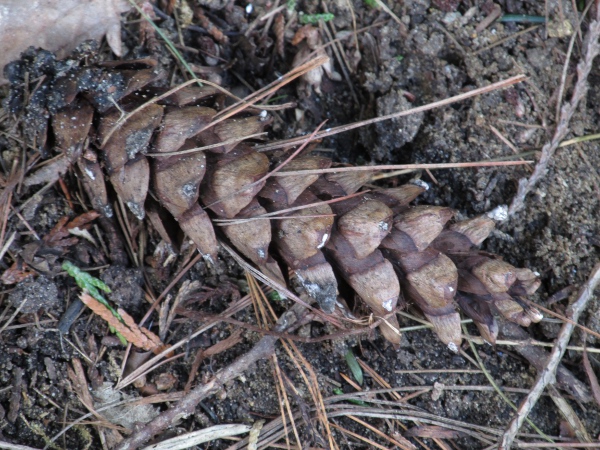 Weymouth pine / Pinus strobus: The cone-scales of _Pinus strobus_ are flatter than those of its nearest relatives, _Pinus wallichiana_ and _Pinus peuce_.