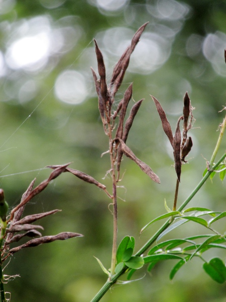 goat’s rue / Galega officinalis: The fruiting pods of _Galega officinalis_ are held upright while they split open to release their 8 seeds.