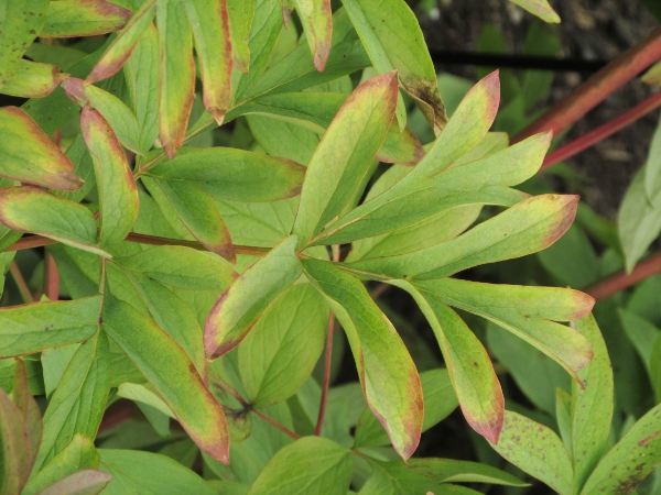 peony / Paeonia mascula: Leaf